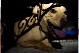 How Allergy Shots Help with Pet Dander Sensitivity